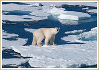 Marriott Vacation Club Adventure Cruises