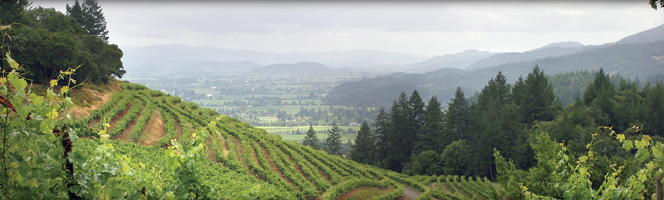 Napa and Sonoma Valley wine country