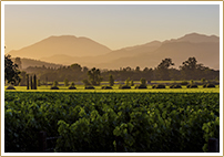 Exclusive Tour Napa and Sonoma