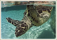 SeaWorld Orlando Package